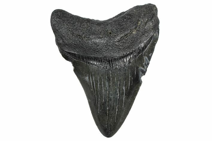 Juvenile Megalodon Tooth - South Carolina #362463